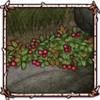 Alpine Bearberry [Berries]