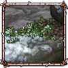 Alpine Bearberry [Frosted]