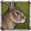 Brush Rabbit