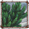 Common Juniper [New Shoots]