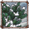 Common Juniper [Snowy]