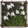 Arctic Cottongrass [Flowering]