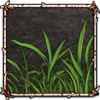 Arctic Cottongrass [New Shoots]