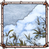 Arctic Cottongrass [Snowy]