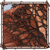 Desert Ironwood Tree [Dry]