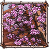 Desert Ironwood Tree [Flowering]