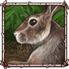 Eastern Cottontail