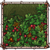 Mountain Cranberry [Fruit]