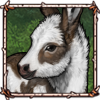 Piebald Donkey