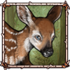 Piebald Fawn