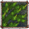 White Pine [New Shoots]