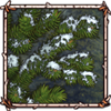 White Pine [Frosted]