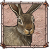 White-Tailed Jackrabbit