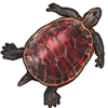 Legendary Catch - Northern Red-Bellied Cooter