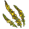 mullein.png