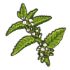 driedferns.png