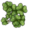 redwoodsorrel.png