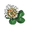 White Clover