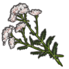 Yarrow