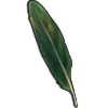 Ibis Feather