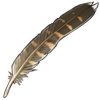 Peregrine Falcon Feather