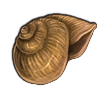 Mollusk Shell